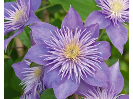 Clematis Crystal Fountain Evipo038