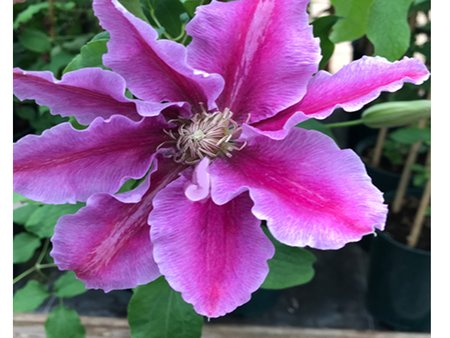 Clematis Dr Ruppell