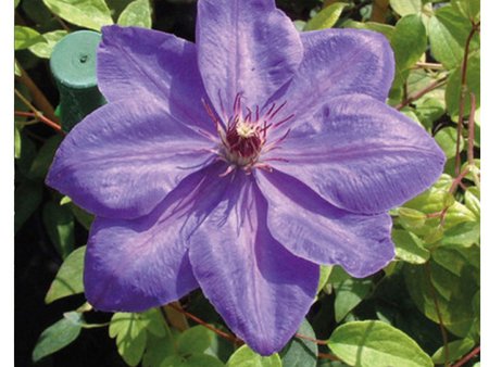 Clematis Elsa Spath