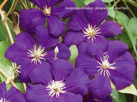 Clematis Happy Anniversary