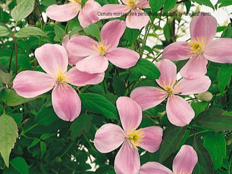 Clematis montana Pink Perfection Merryhatton Garden Centre