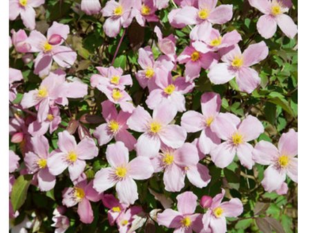 Clematis Montana Rubens