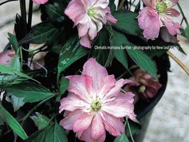 Clematis montana Sunrise