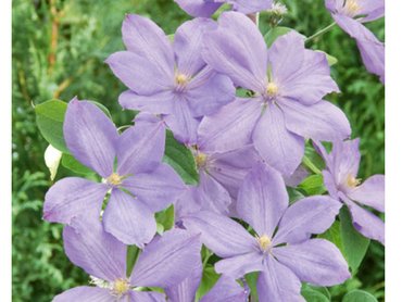 Clematis Mrs.Cholmondeley