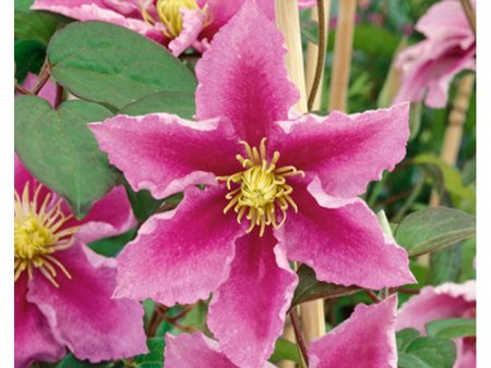 Clematis Piilu