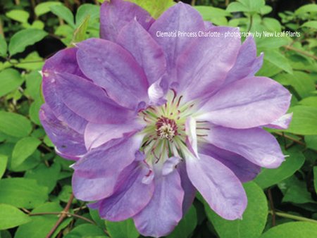 Clematis Princess Charlotte