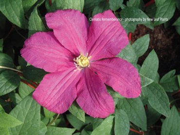 Clematis Remembrance