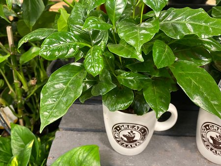 Coffea Arabica coffee mug