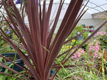 Cordyline Red Star