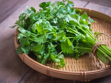 Coriander 9cm