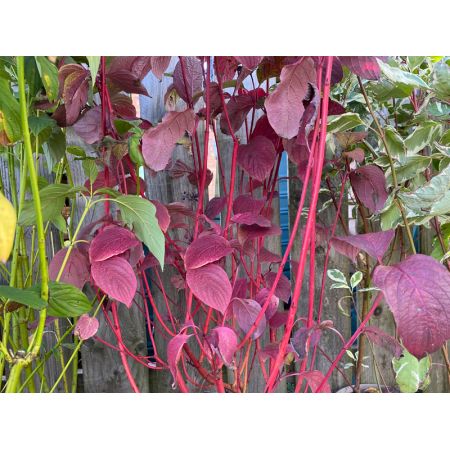 Cornus alba Siberica