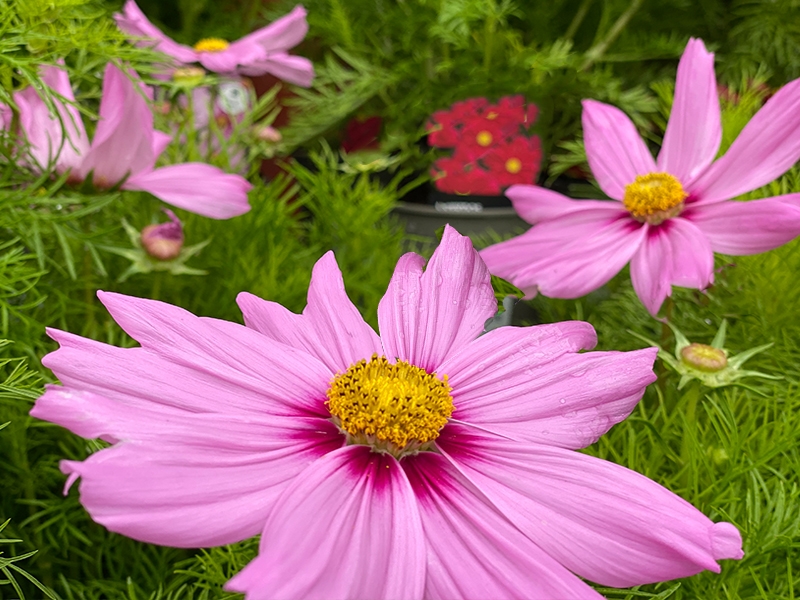 Cosmos Casanova Pink in 1L pot - Merryhatton Garden Centre