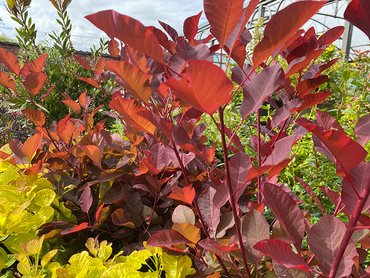 Cotinus Coggygria Grace in 3L pot