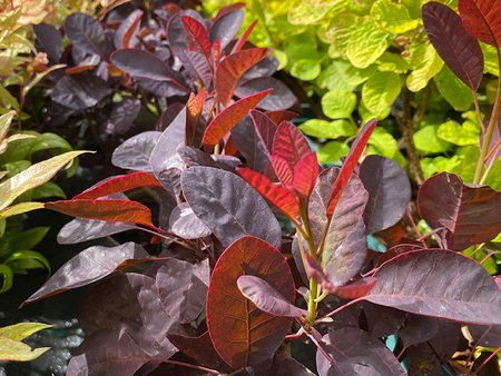 Cotinus Coggygria Royal Purple in 3L pot