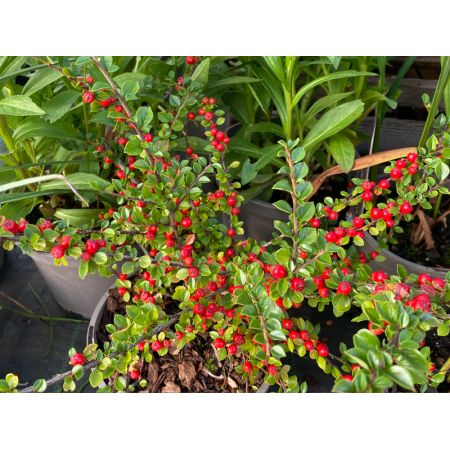 Cotoneaster Horizontalis