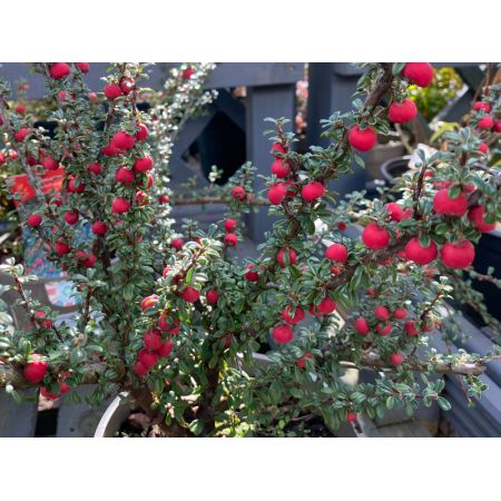 Cotoneaster Microphyllus