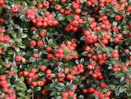Cotoneaster x sue Coral Beauty