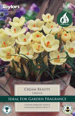 Crocus Cream Beauty