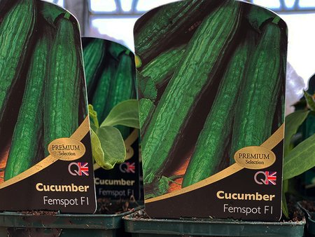 Cucumber F1 Femspot