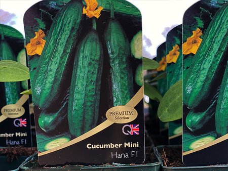 Cucumber Mini Hana