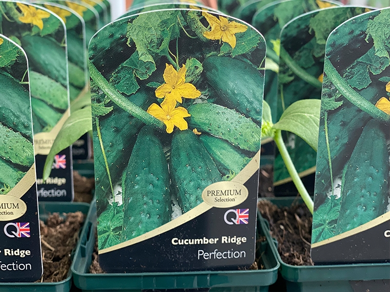Cucumber Ridge Perfection Merryhatton Garden Centre