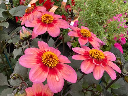 Dahlia Dahlegria Tricolor