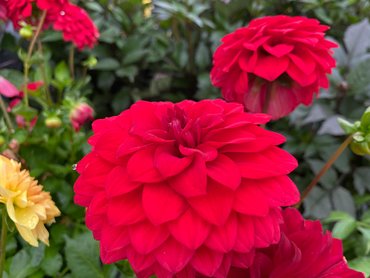 Dahlia Dalina Maxi Topia