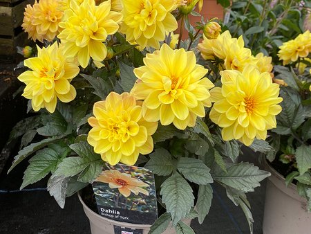 Dahlia Dark Leaved Bishop Of York in 3L pot