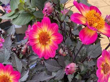 Dahlia Happy Days Halo
