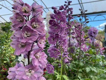 Delphinium Paramo Blanco
