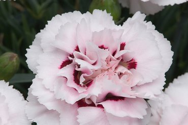 Dianthus Cottage Cranmere Pool 1L