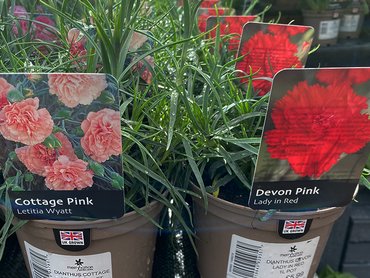 DIANTHUS COTTAGE LETITIA WYATT 1L