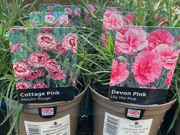 DIANTHUS COTTAGE MOULIN ROUGE 1L