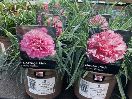 DIANTHUS DEVON PINK RUFFLES 1L