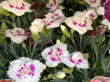 Dianthus Diantica White With Eye in V11 pot