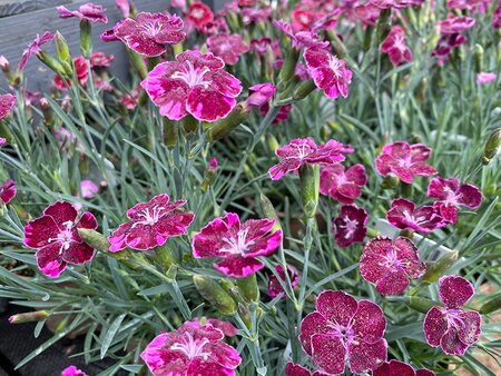 Dianthus Diantica Wild Berry (Mottled Pink) in V11 pot