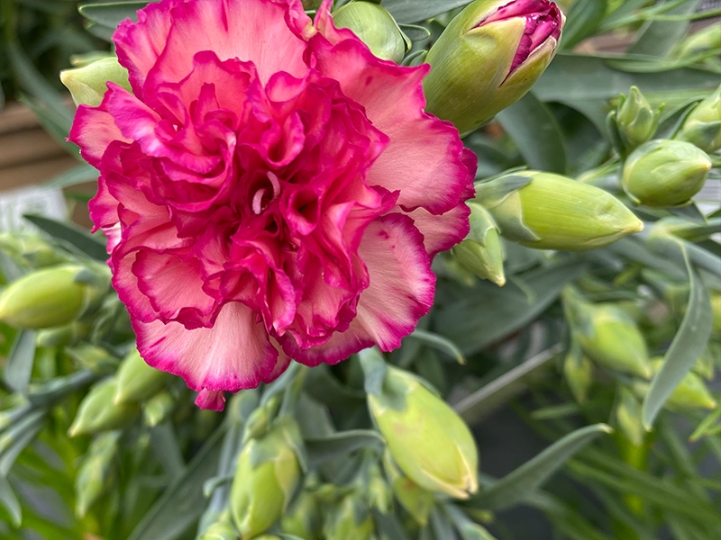 Dianthus Flow® Grace Bay Merryhatton Garden Centre