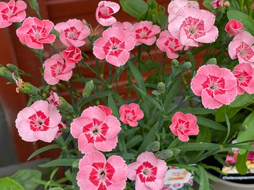 Dianthus Peach Party in V11  pot