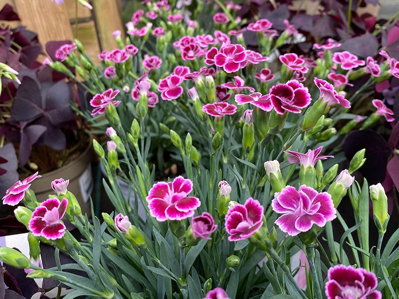 Dianthus pink kisses - Merryhatton Garden Centre