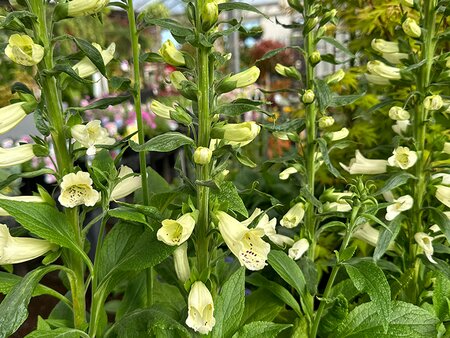Digitalis Dalmatian Cream