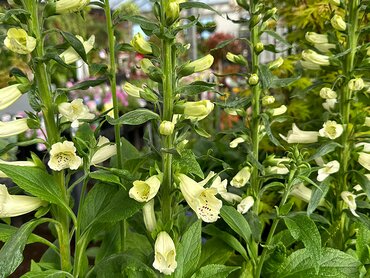 Digitalis Dalmatian Cream