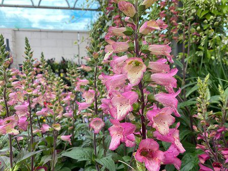 Digitalis Illumination Berry Canary