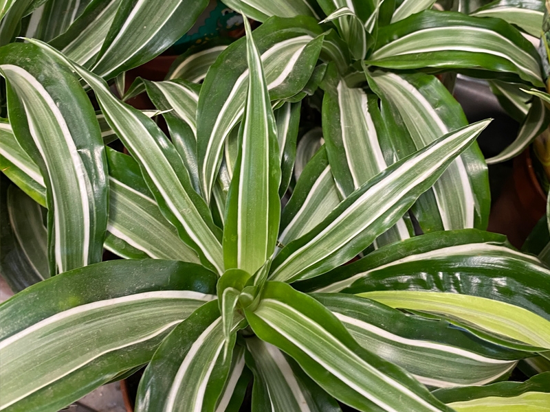 Dracaena Kanzi tip Merryhatton Garden Centre