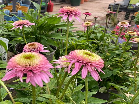 Echinacea Purpurea Butterfly Kisses  in 2L pot