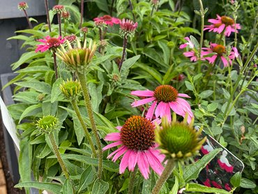 Echinacea Purpurea Compact Rose in 2L pot