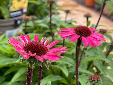 Echinacea Sensation Pink in 2L pot