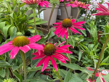 Echinacea Sunseekers Magenta in 2L pot