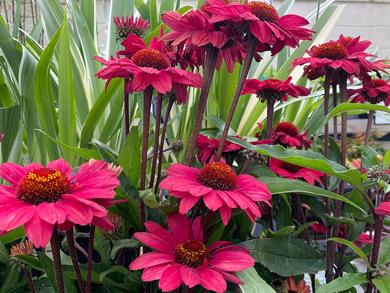 Echinacea sunseekers red Merryhatton Garden Centre