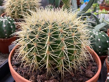 Echinocactus grusonii 25cm