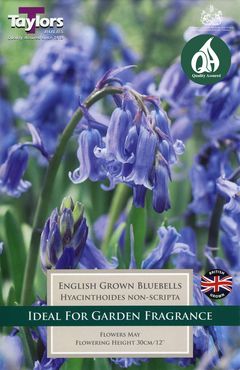 English Grown Bluebells   10 bulbs per pack